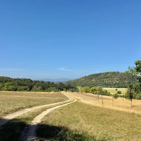 In Den Baeumen